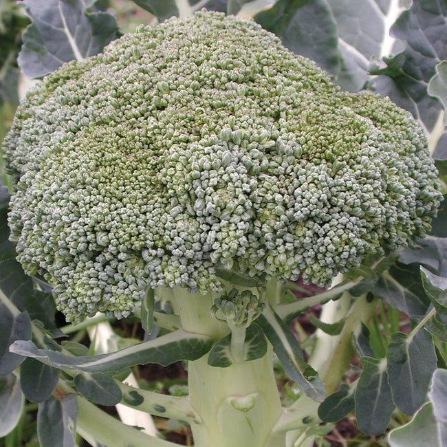 FIESTA-BROCCOLI