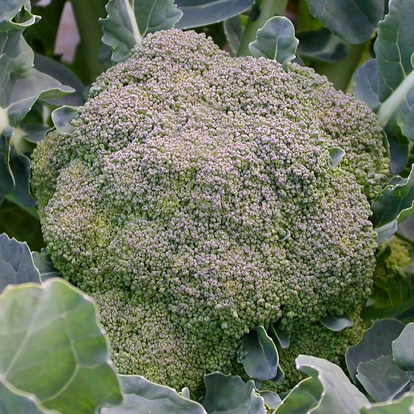 Territorial Seed Company De Ciccio Broccoli Seed