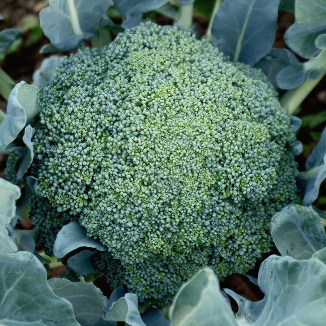 EMERALD CROWN-BROCCOLI