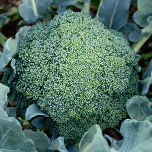 EMERALD CROWN-BROCCOLI