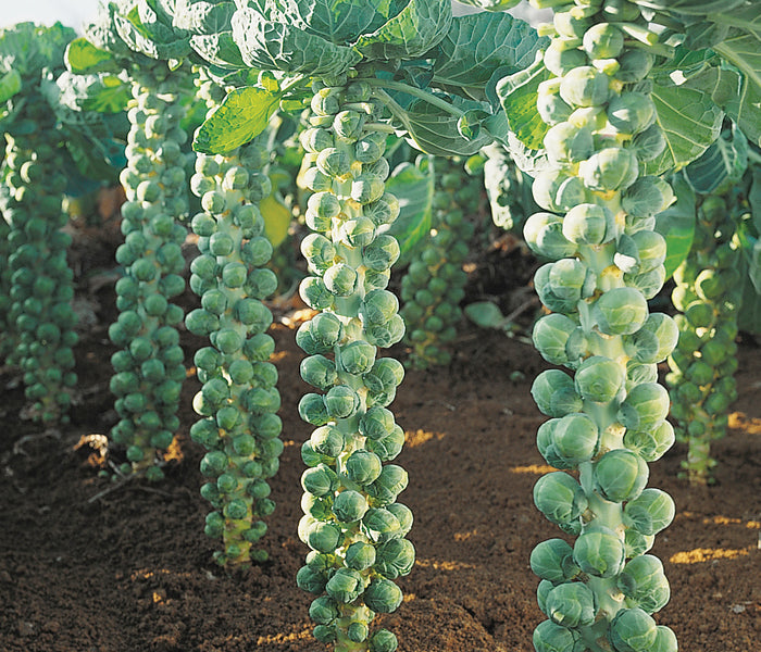 IGOR-BRUSSELS SPROUT