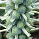 FRANKLIN-BRUSSELS SPROUT
