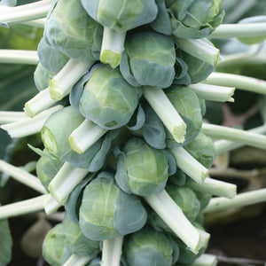 FRANKLIN-BRUSSELS SPROUT