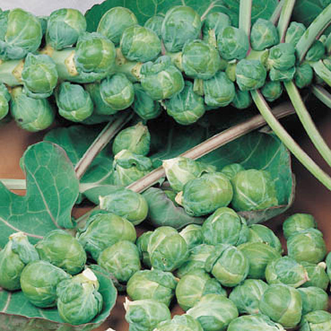 ROODNERF-BRUSSELS SPROUT
