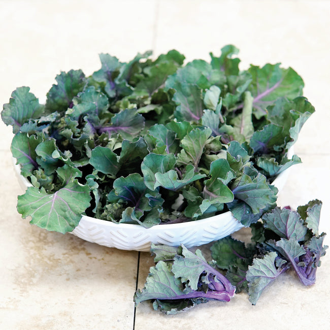 AUTUMN STAR KALETTES®-BRUSSELS SPROUT