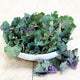 MISTLETOE KALETTES®-BRUSSELS SPROUT