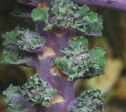 AUTUMN STAR KALETTES®-BRUSSELS SPROUT