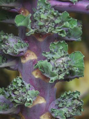 AUTUMN STAR KALETTES®-BRUSSELS SPROUT