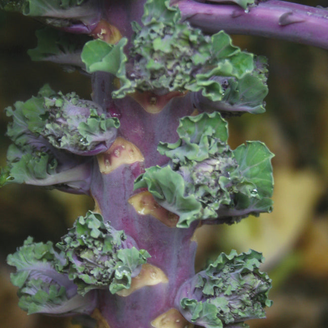 AUTUMN STAR KALETTES®-BRUSSELS SPROUT