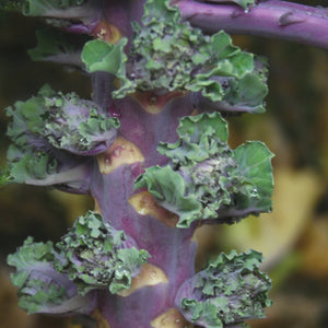 AUTUMN STAR KALETTES®-BRUSSELS SPROUT