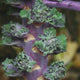 MISTLETOE KALETTES®-BRUSSELS SPROUT