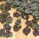 SNOWDROP KALETTES®-BRUSSELS SPROUT