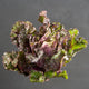 SNOWDROP KALETTES®-BRUSSELS SPROUT