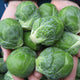 MARTE-BRUSSELS SPROUT