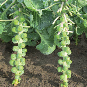 MARTE-BRUSSELS SPROUT