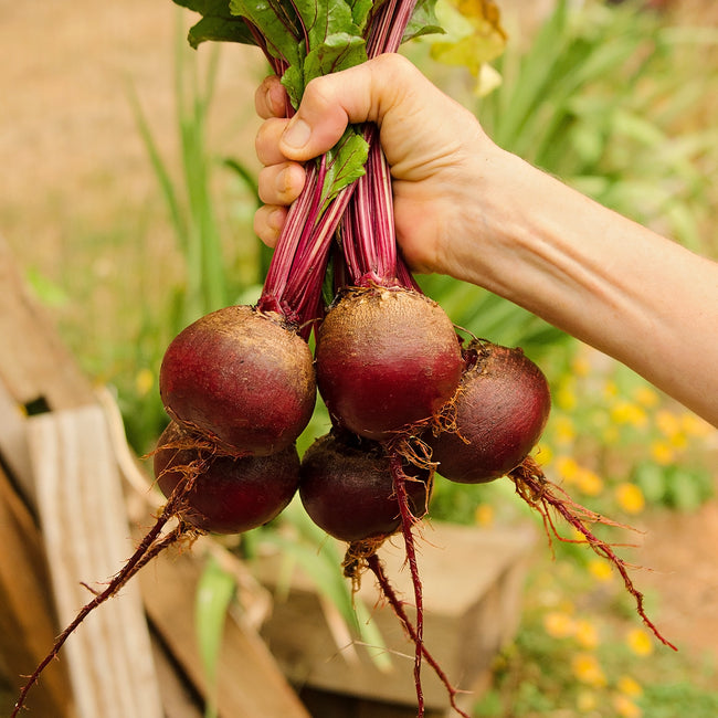 EARLY WONDER TALL TOP-BEET