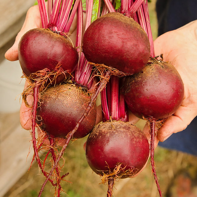 EARLY WONDER TALL TOP-BEET
