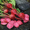 Close-up of Chioggia beet roots and slices showing pink-and-white concentric rings and red stems on dark background