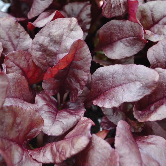 BULL'S BLOOD OLYMPIA-BEET