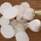 Top view of Avalanche beet roots and slices showcasing snow-white flesh with subtle concentric rings on a wooden background
