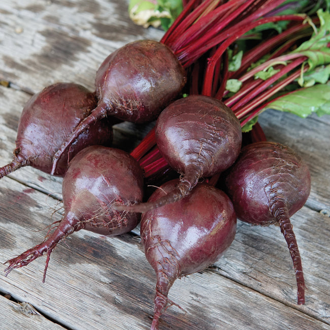 BOHAN-BEET