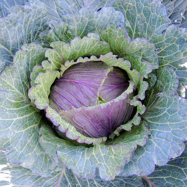 DEADON-CABBAGE