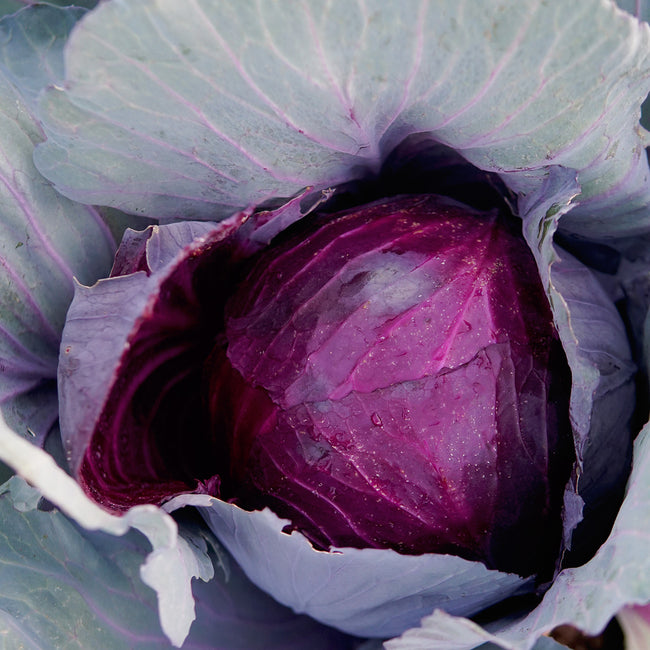 RED GLOBE-CABBAGE