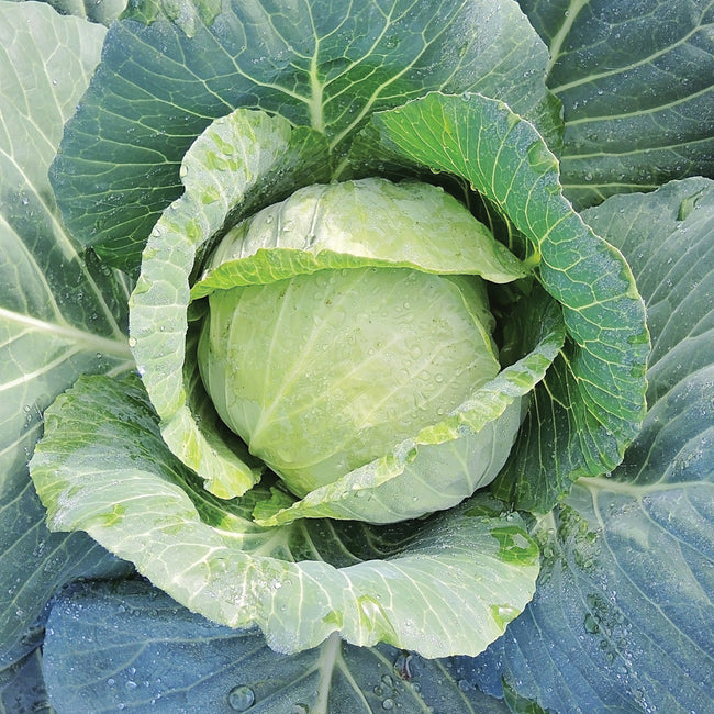 CHARMANT-CABBAGE