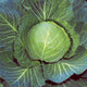 QUICK START-CABBAGE