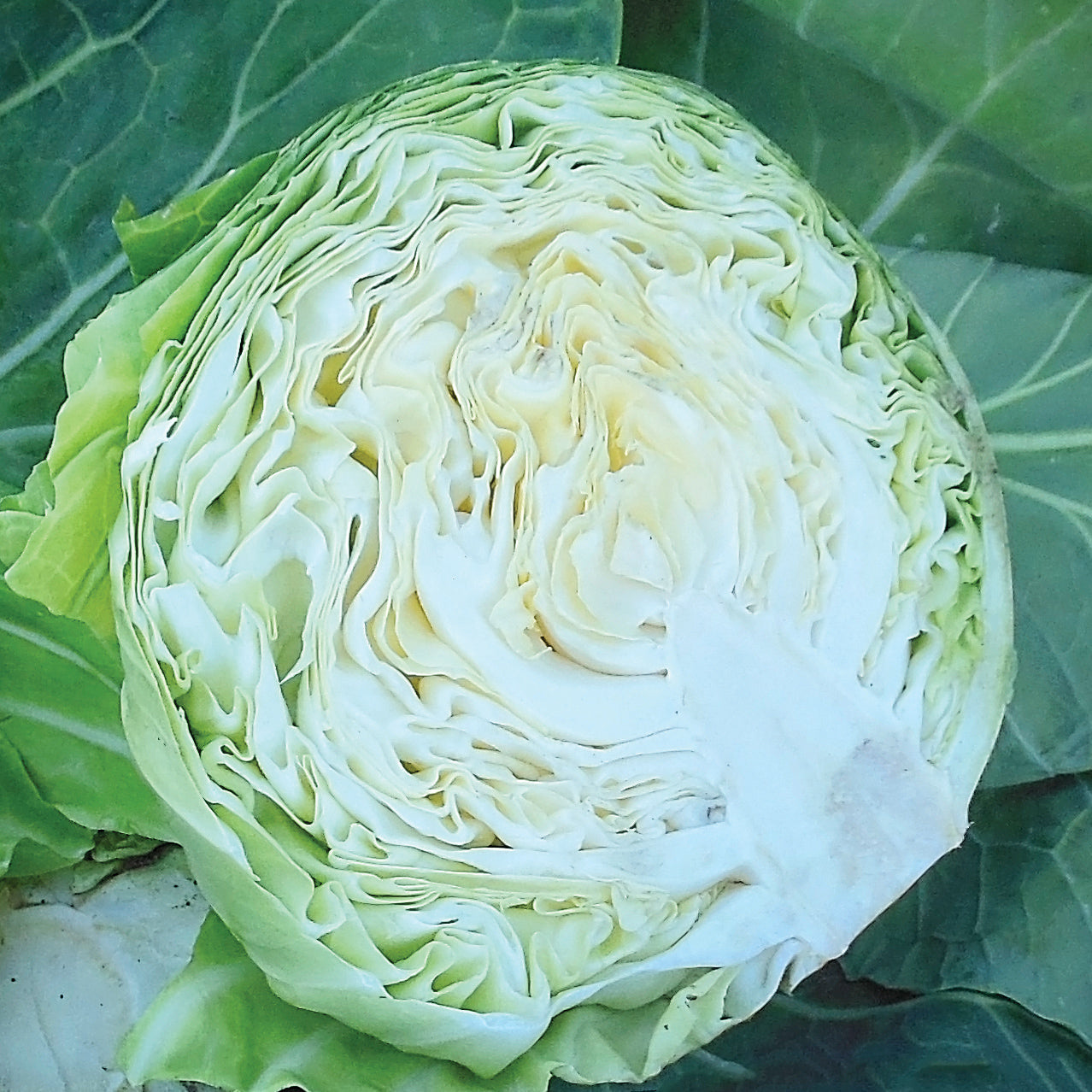 Territorial Seed Company Katarina Cabbage