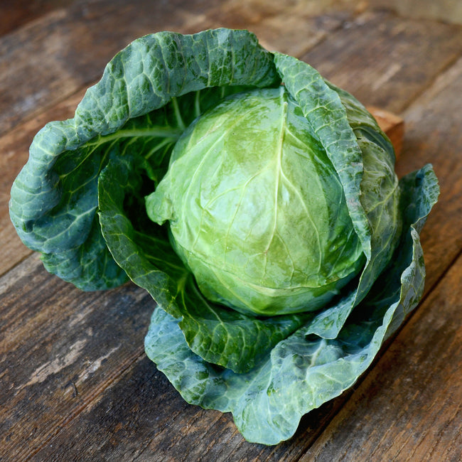 TIARA-CABBAGE