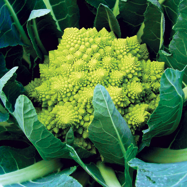 VERONICA-CAULIFLOWER