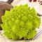 VERONICA-CAULIFLOWER