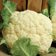 SNOW CROWN-CAULIFLOWER