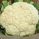 SNOW CROWN-CAULIFLOWER