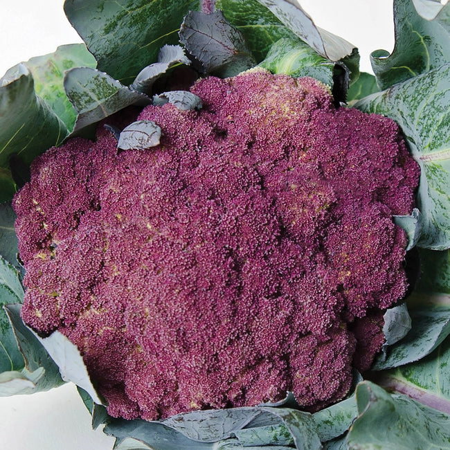 PURPLE OF SICILY-CAULIFLOWER