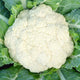 AMAZING-CAULIFLOWER