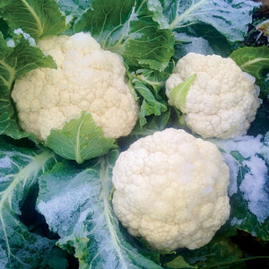 AMAZING-CAULIFLOWER
