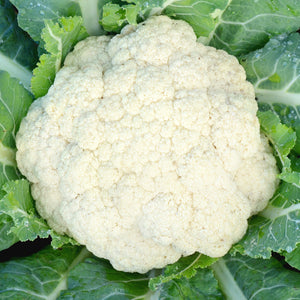 AMAZING-CAULIFLOWER