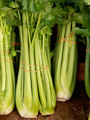 TANGO-CELERY