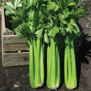 HADRIAN-CELERY