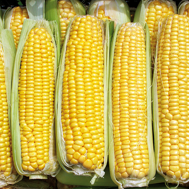 DAMAUN-CORN