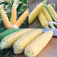 CORN SUCCESSION-CORN