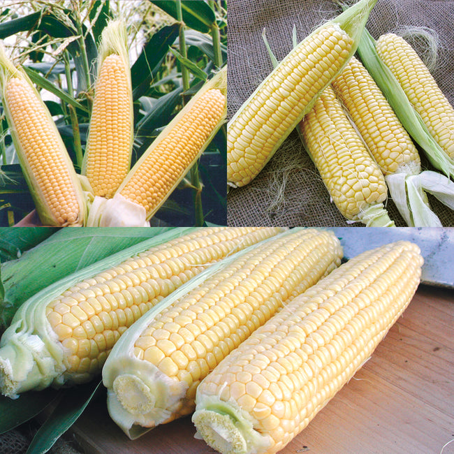 CORN SUCCESSION-CORN
