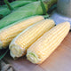 GOLDEN JUBILEE-CORN