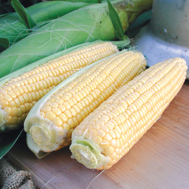 GOLDEN JUBILEE-CORN