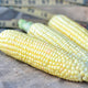 GOLDEN JUBILEE-CORN