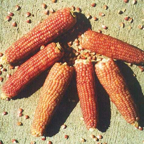 EARLY PINK-CORN