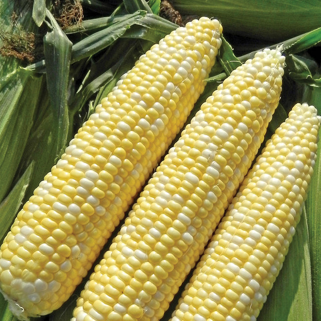 ALLURE-CORN