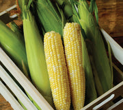 ALLURE-CORN